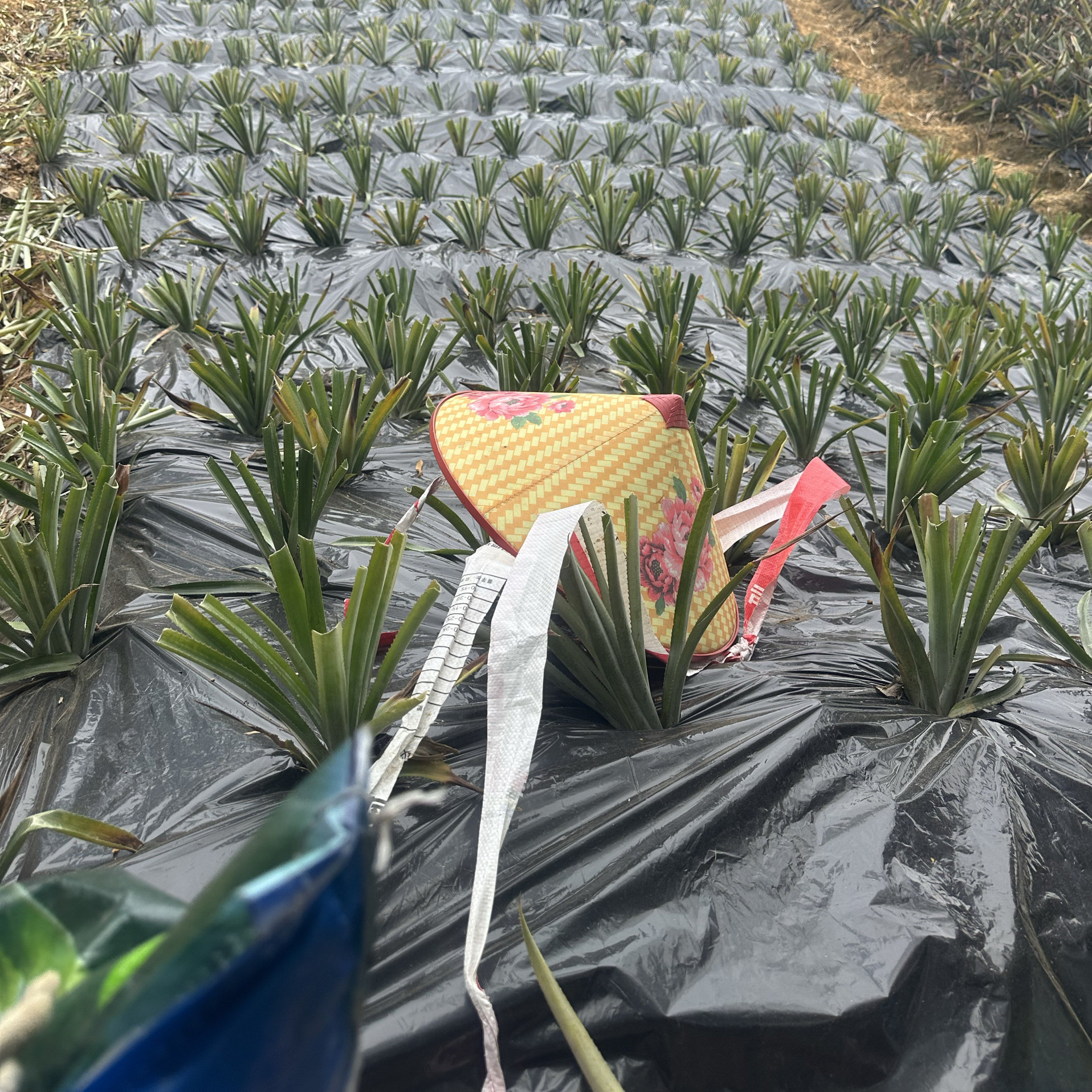 神湾菠萝苗金山种高山苗阳台庭院菜园果树苗南方盆栽地栽带根10棵