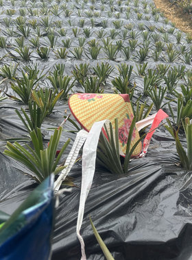 神湾菠萝苗金山种高山苗阳台庭院菜园果树苗南方盆栽地栽带根10棵