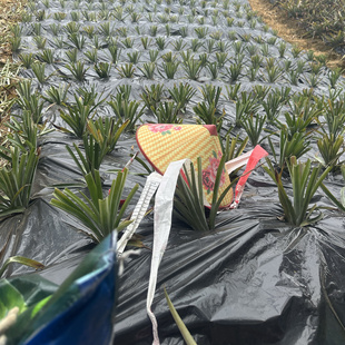神湾菠萝苗金山种高山苗阳台庭院菜园果树苗南方盆栽地栽带根10棵