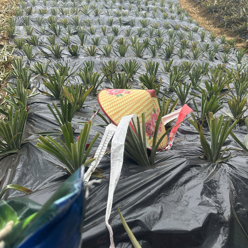 神湾菠萝苗金山种高山苗阳台庭院菜园果树苗南方盆栽地栽带根10棵