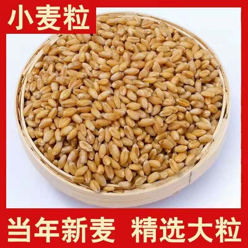 新小麦河南带皮小麦酿酒发芽草种子五谷杂粮煮粥磨面粮食五斤