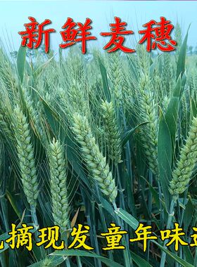 麦穗现摘青稞烧烤五谷杂粮
