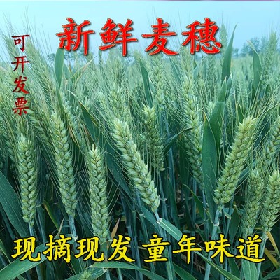 麦穗现摘青稞烧烤五谷杂粮