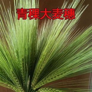 2025年青稞穗大麦穗干花鲜花五谷杂粮儿童识物麦穗