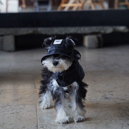 户外反光狗狗胸背可牵引溜猫遛狗衣服带背包四季小型犬外出衣服潮
