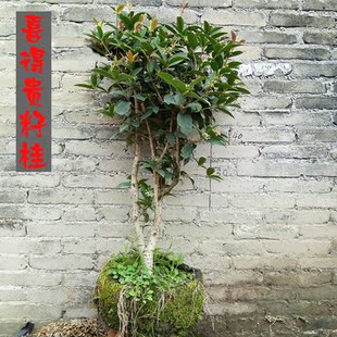 结籽桂花树盆栽 当年开花 带土球 阳台浓香观花绿植 新手易养