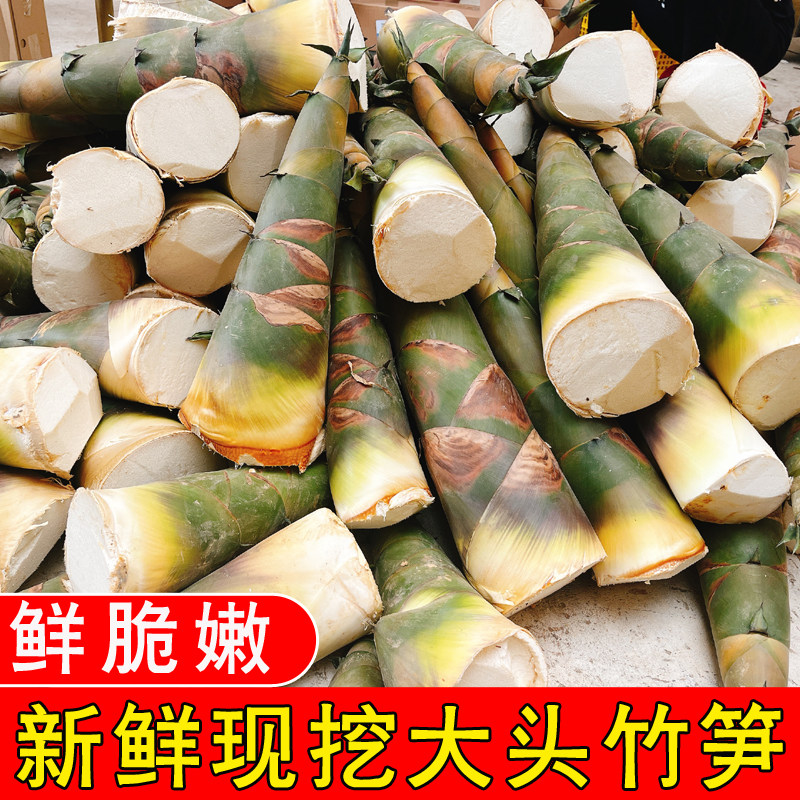 【当天现挖】新鲜现挖大头竹笋广竹笋