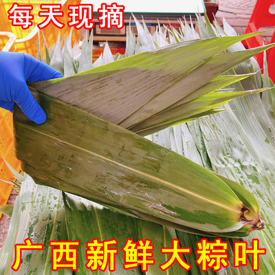 新鲜现摘广西粽叶大宽叶