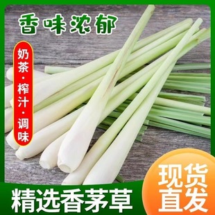 香茅草新鲜食用奶茶原料商用柠檬茶冬阴功食材泰国菜香料柠檬草