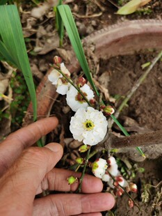 原生白玉蝶梅花,庭院种植耐寒花卉,老桩盆栽盆景造型苗