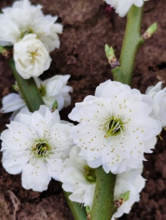 原生绿萼梅花|正品变绿萼梅|盆景盆栽庭院种植扦插苗，梅花老桩