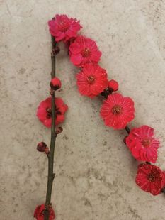 原生红须朱砂盆景盆栽梅花桩子