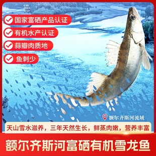 新疆礼盒额尔齐斯河富硒有机雪龙鱼冰川冷水鱼纯净0+肉质鲜美