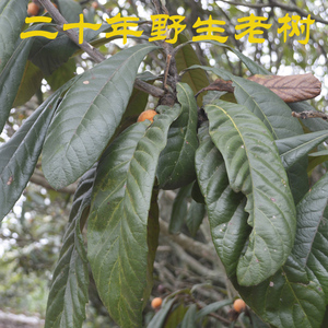 四川特产精选野生老树新鲜枇杷叶特级中药材现摘食用天然琵琶叶