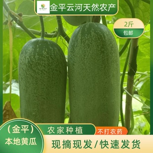 【坏果包赔】当季新鲜果蔬云南老品种本地黄瓜露天山黄瓜凉拌生吃