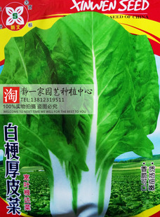 原装厚皮菜种子 厚合菜君达菜 阳台种菜盆栽 蔬菜种子四季菜种子