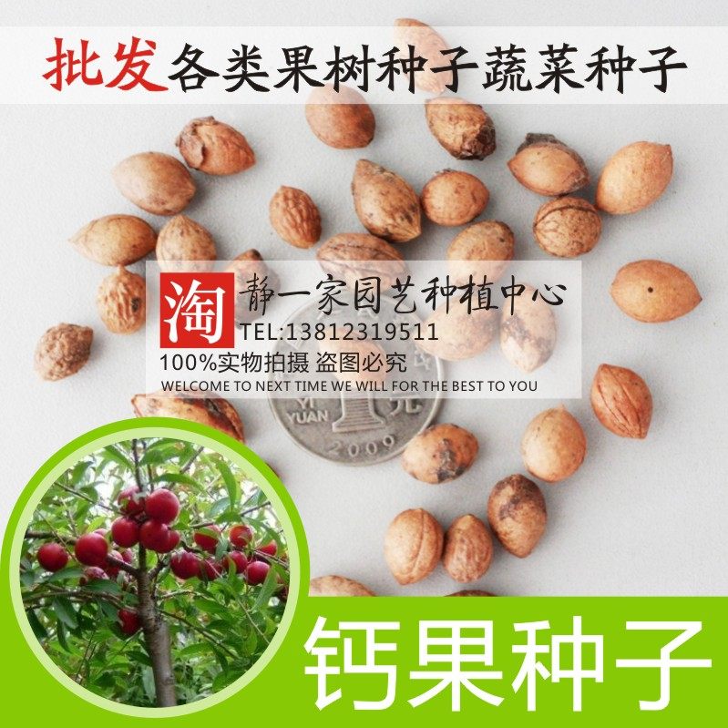 钙果种子批发 农大钙果树种子中华钙果种子欧李种子树苗水果之星