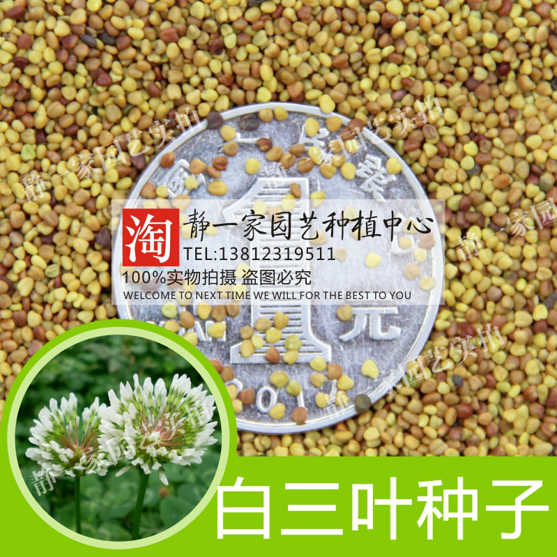 白三叶草种子批发红三叶草种子进口四季青草坪种子牧草种子花种子