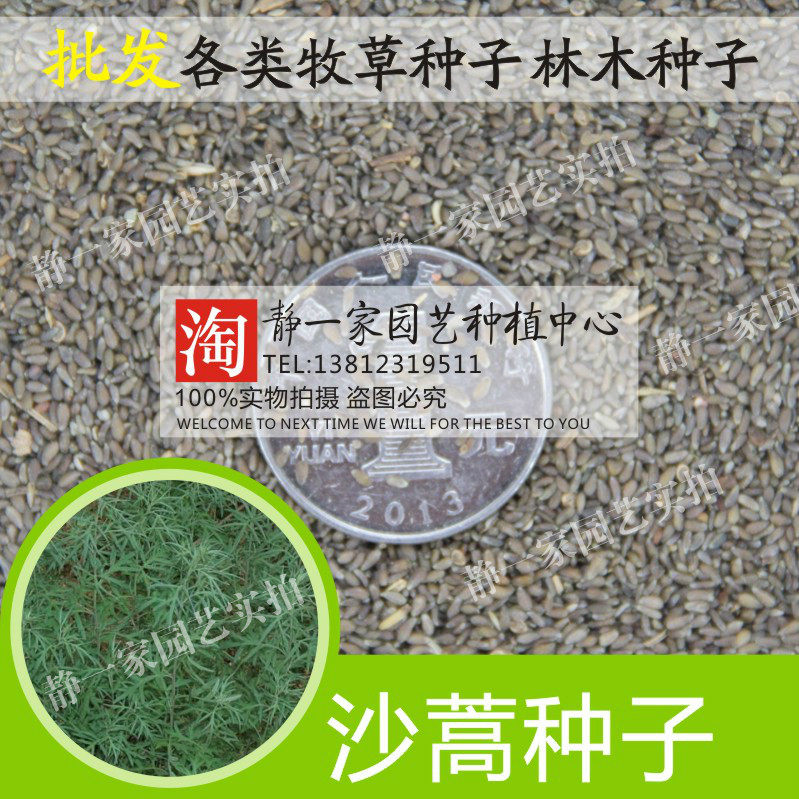 固沙牧草沙蒿种子漠蒿 薄蒿草蒿 荒地蒿荒漠蒿 牧草种子