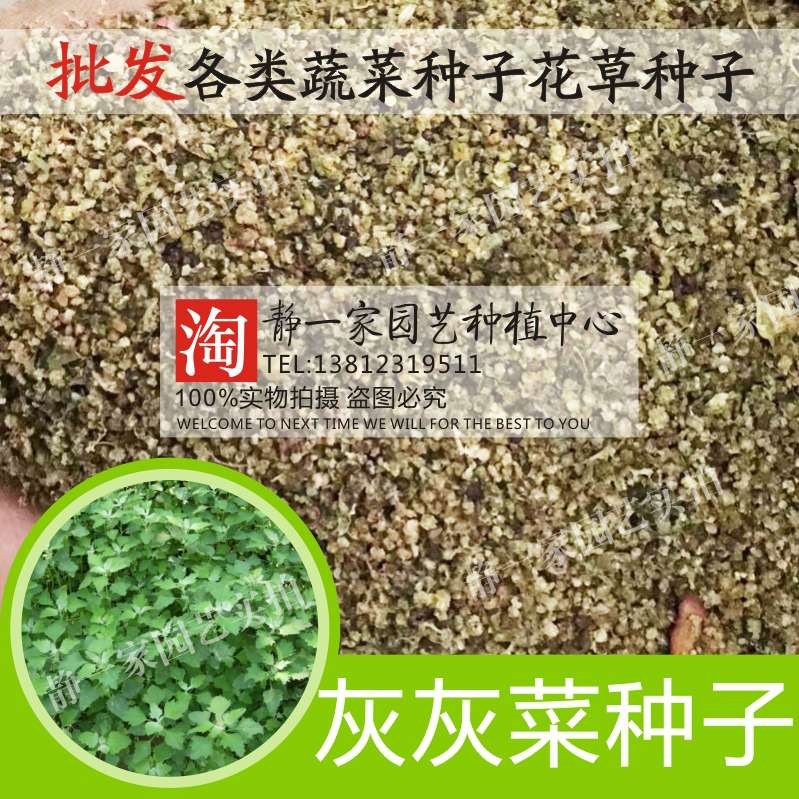 散装灰灰菜种子 十大野菜名菜 灰藋灰菜野灰菜种子 四季种菜