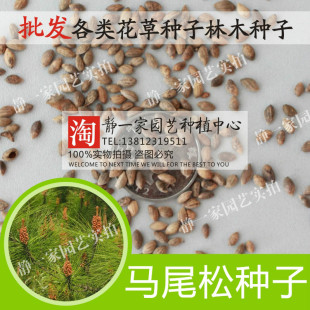 湿地松种子松树种子金钱松美国松红松三尖杉马尾松种子落叶松种籽