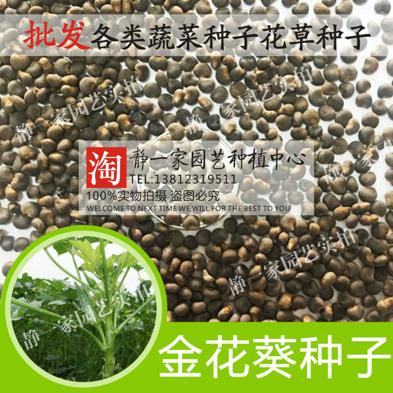金花葵种子批发 菜芙蓉种子 野芙蓉 黏干 山榆皮种子 四季易种