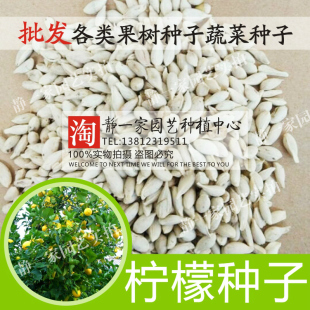 散装柠檬种子果树种子阳台庭院 绿柠檬种子黄柠檬种子水果种子