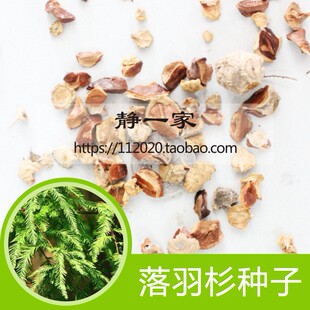 落羽杉种子树木种子落羽松树水生池塘浅水杉树种子可当鸟松鼠饲料