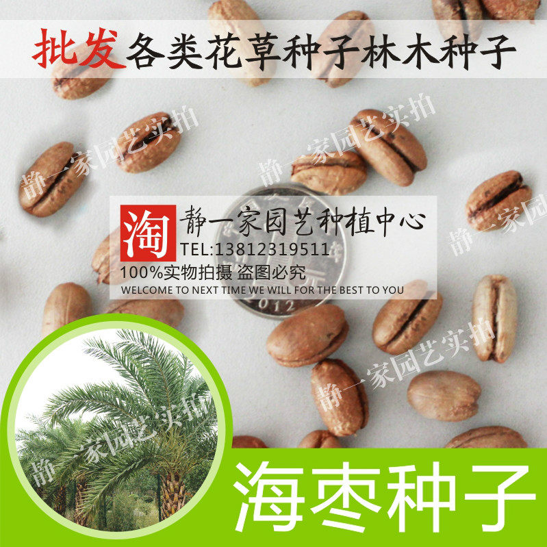 中东海枣种子批发银海枣种子 野海枣 林刺葵 加拿利刺葵 槟榔竹