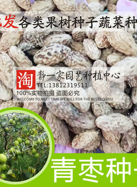 台湾庭院盆栽冬枣种子