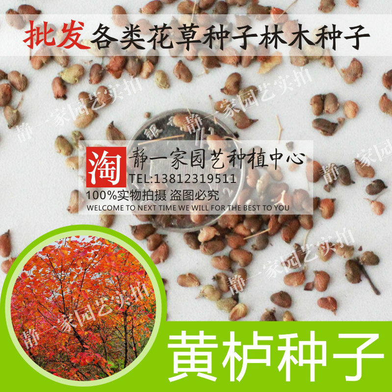 新采黄栌种子黄栌树种子红栌种子林木种子花木种子彩色绿化树种子