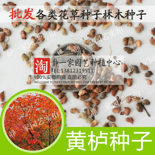 新采黄栌种子黄栌树种子红栌种子林木种子花木种子彩色绿化树种子