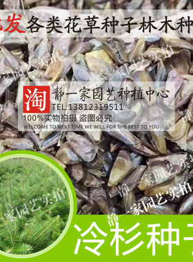 新采冷杉种子水杉 杉木 落羽杉柳杉 南洋杉 池杉 油杉 三尖杉树种