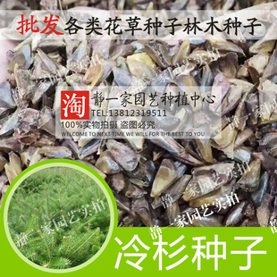新采冷杉种子水杉 杉木 落羽杉柳杉 南洋杉 池杉 油杉 三尖杉树种