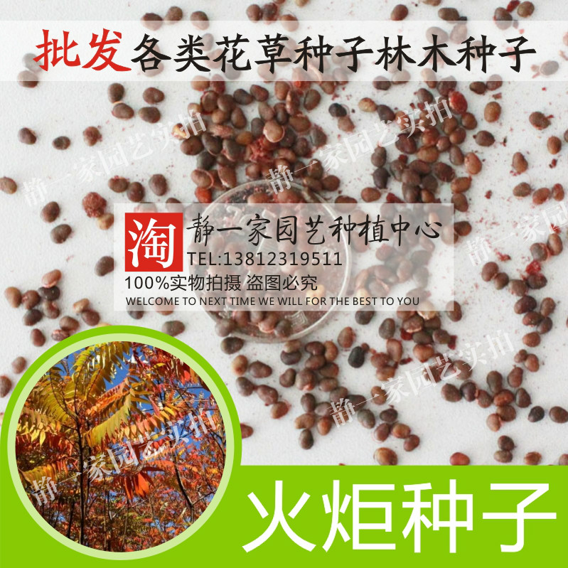 火炬树种子批发 鹿角漆 火炬漆 加拿大盐肤木 火炬种子 彩色树种