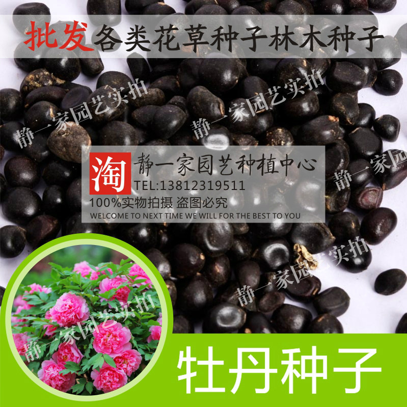 牡丹种子批发四季播盆栽包邮药用家庭园艺种子