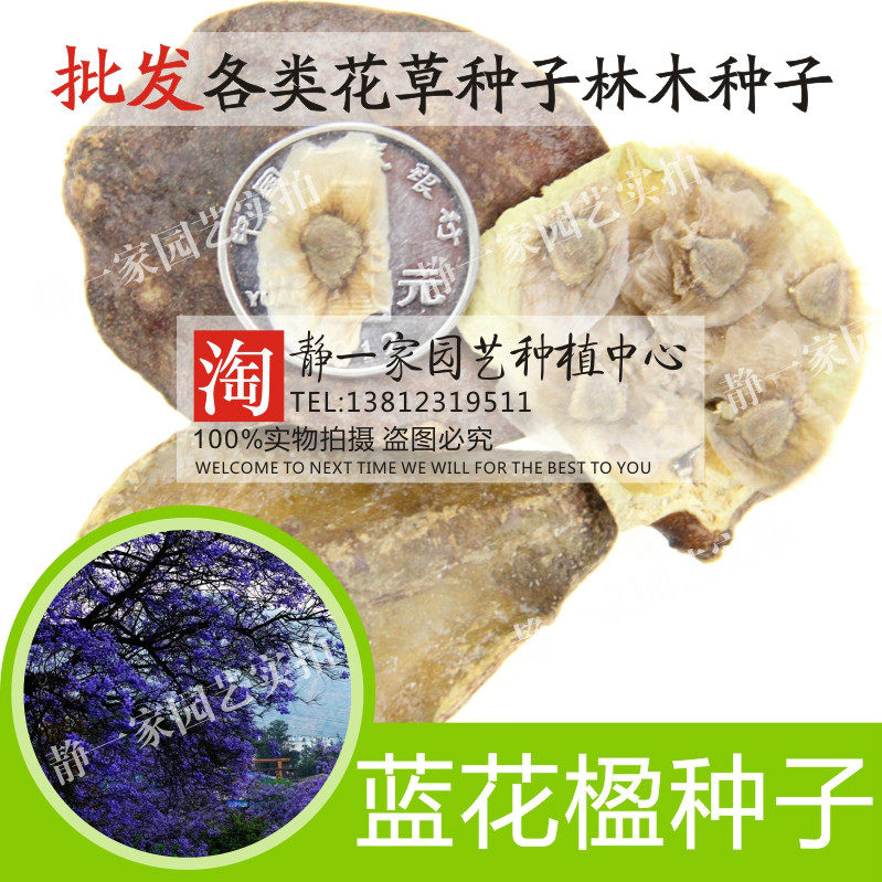 蓝花楹种子 蓝雾树 红花楹种子 蓝雾树 蓝花楹净籽 尖叶蓝花树彩