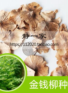 金钱树工艺品种子包邮