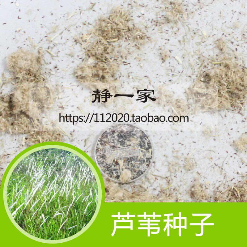 散装芦苇种子芦芛 蒹葭 为保土固堤植物 水生植物水草种子