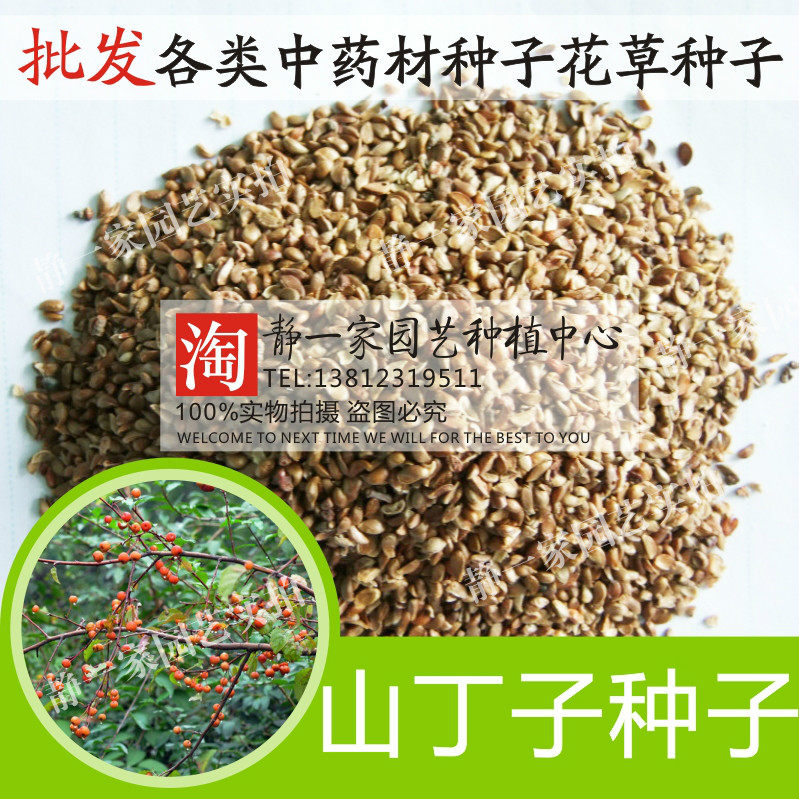 新采山丁子种子 甜茶种子 山荆子嫁接苹果树种子砧木种子包邮