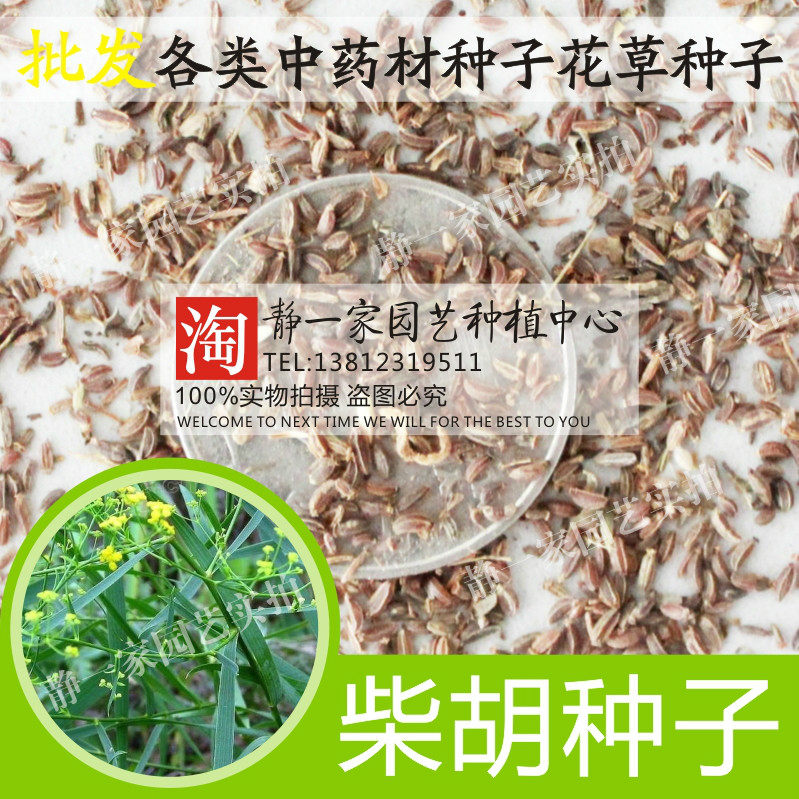 新柴胡种子批发中药材种子新地熏茈胡茹草种子川岛黄柴胡种籽