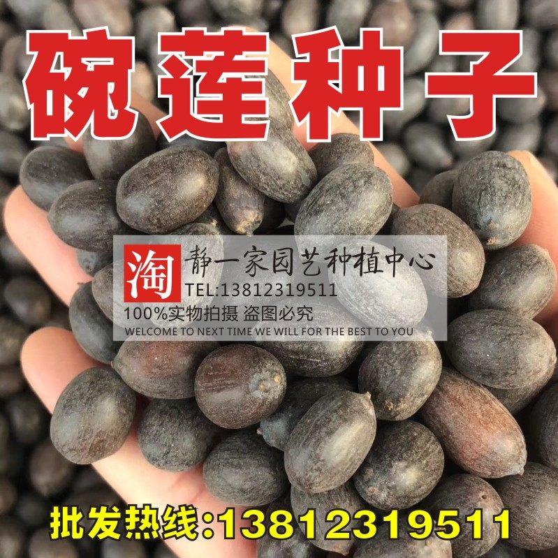 碗莲种子开口荷花种子水生花卉植物四季播水培绿植盆栽