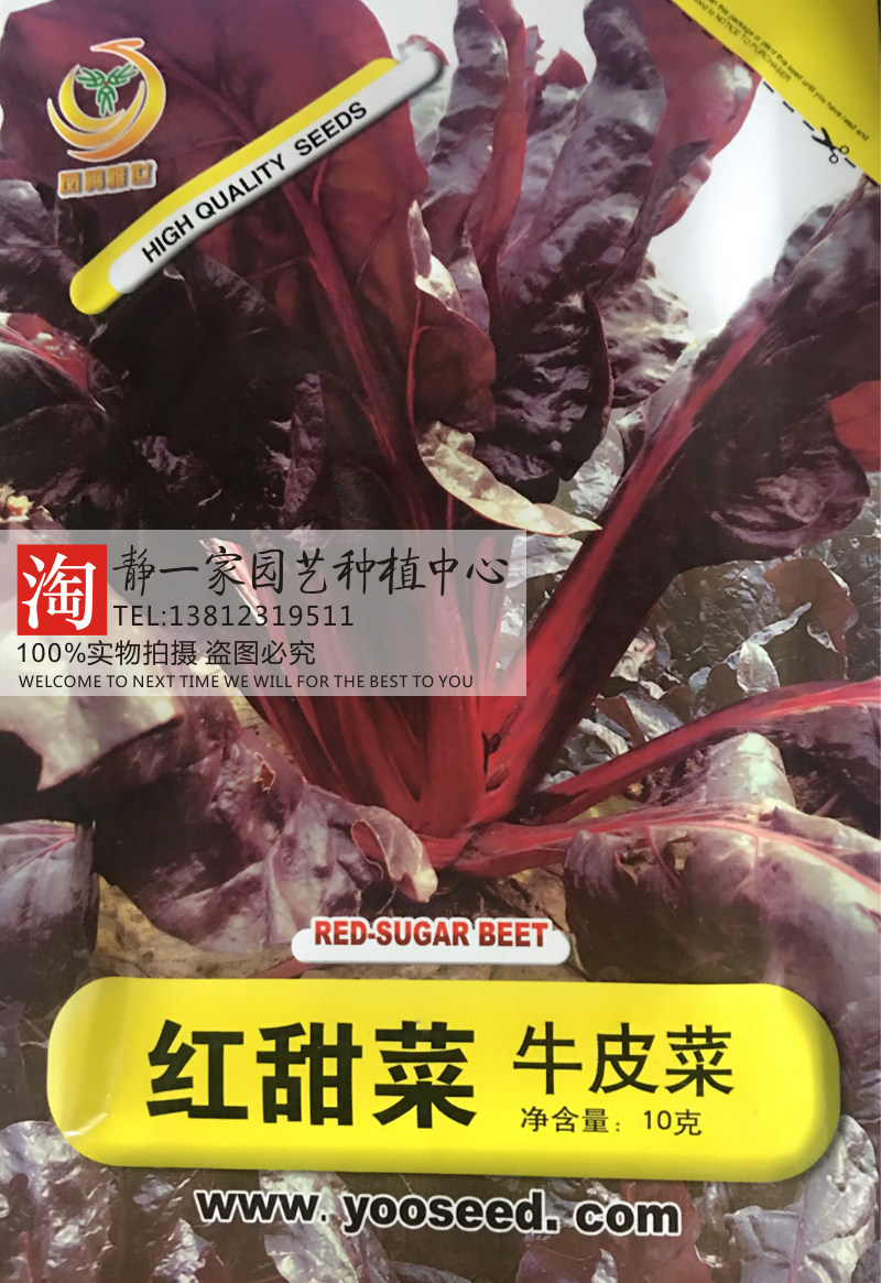 原装甜菜根种子 红叶甜菜 牛皮菜四季种菜 保健蔬菜 阳台易播包邮