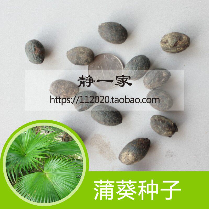 蒲葵种子 扇叶葵种子葵树籽葵扇子葵扇籽蒲葵子蒲扇种子扇叶葵子