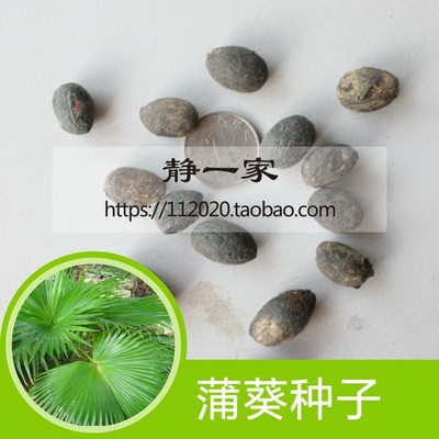 蒲葵种子 扇叶葵种子葵树籽葵扇子葵扇籽蒲葵子蒲扇种子扇叶葵子