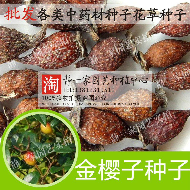 中药材种子批发 金樱子种子 刺梨山石榴糖罐槟榔果包邮