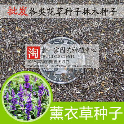 花卉庭院阳台耐寒四季薰衣草种子