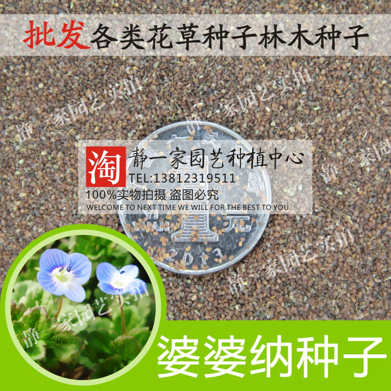 婆婆纳种子花卉多年生耐寒花籽 四季易播园林绿化景观花种子包邮