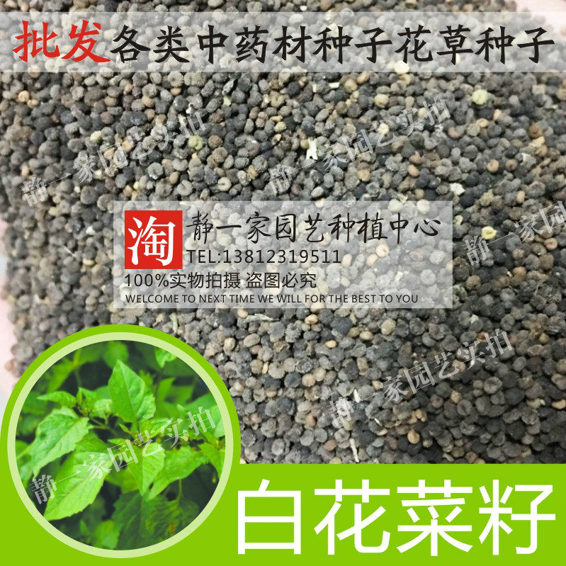 白花菜籽 羊角菜臭花菜臭豆角 猪屎草五梅草白花仔草药材种子