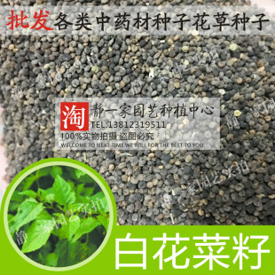 白花菜籽 羊角菜臭花菜臭豆角 猪屎草五梅草白花仔草药材种子